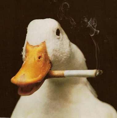 Duck Smoking (not real)